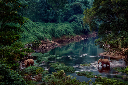 Wild Life